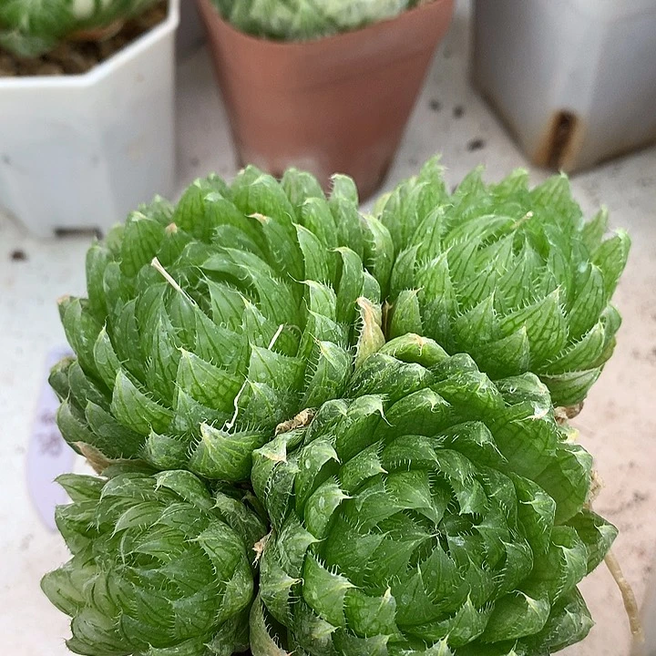 樱水晶多头带盆带土发货包邮