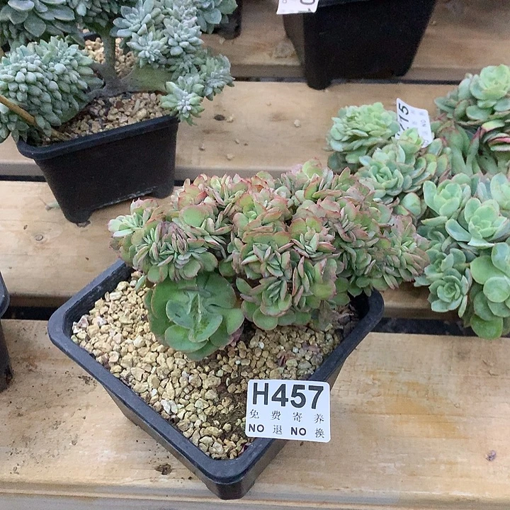 莫妮卡缀化 非偏远38包邮 节后发