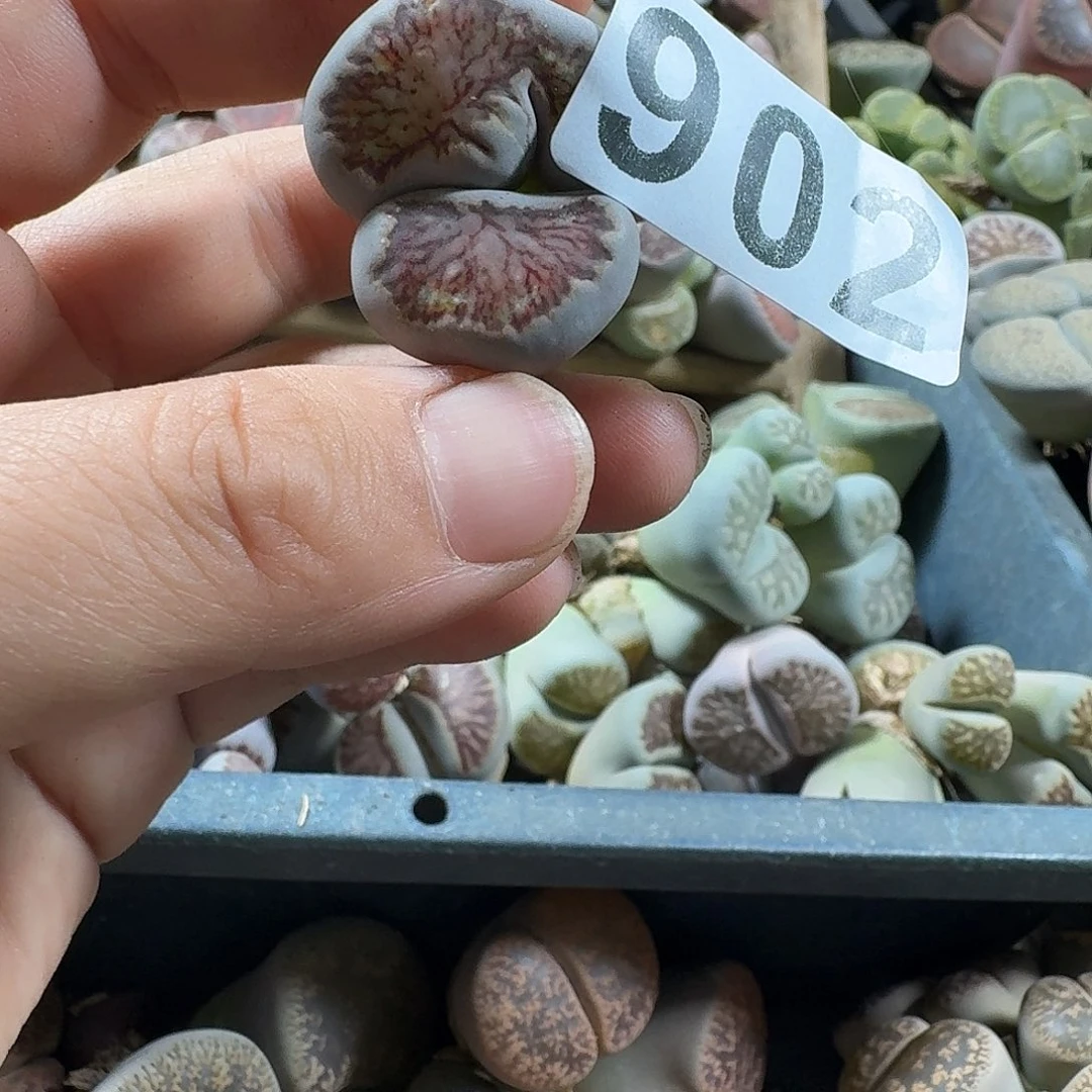 生石花一物一拍902