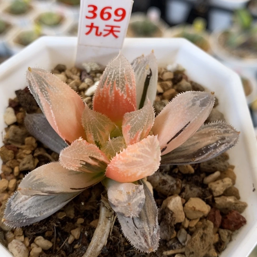 369号糊斑白帝城锦带盆