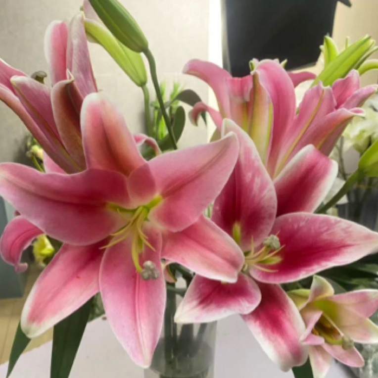 （红色欲望）香水百合东北基地直发鲜花鲜切花顺丰包邮
