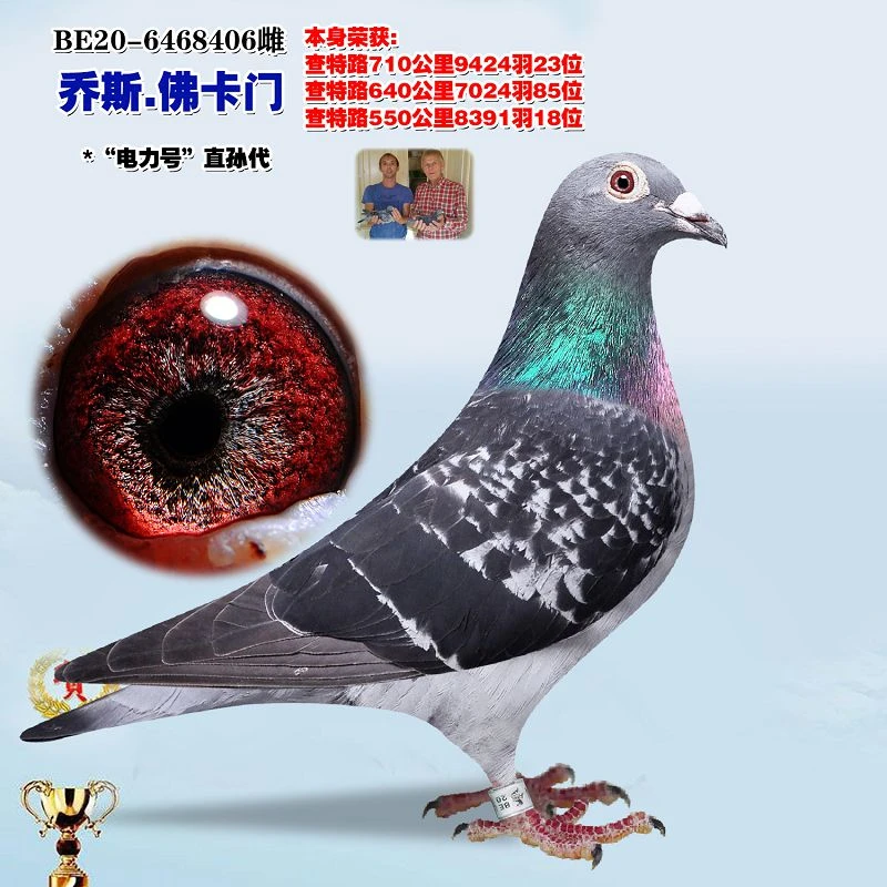 信鸽公棚成绩鸽原环种鸽血统鸽天落