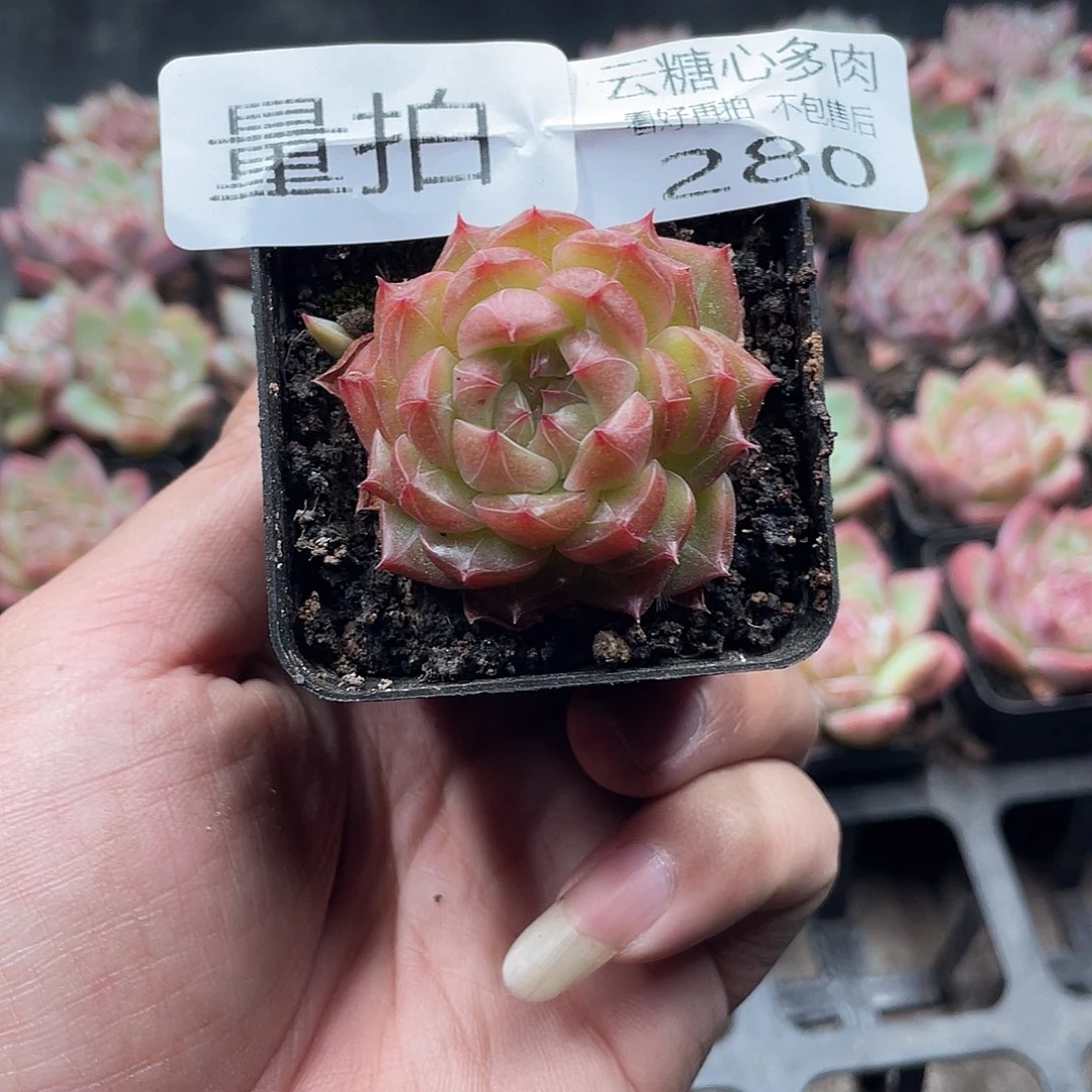 云糖心多肉植物280