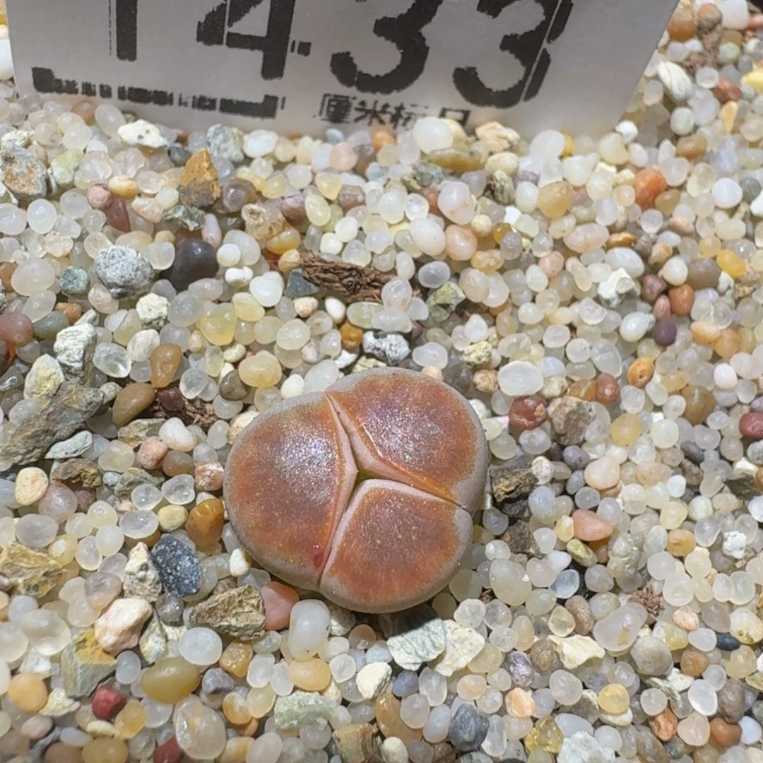 zzzzz精品生石花1433