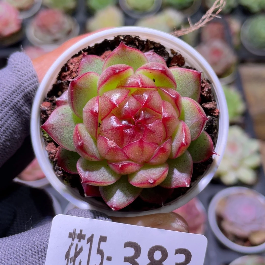 花利美15-383新品