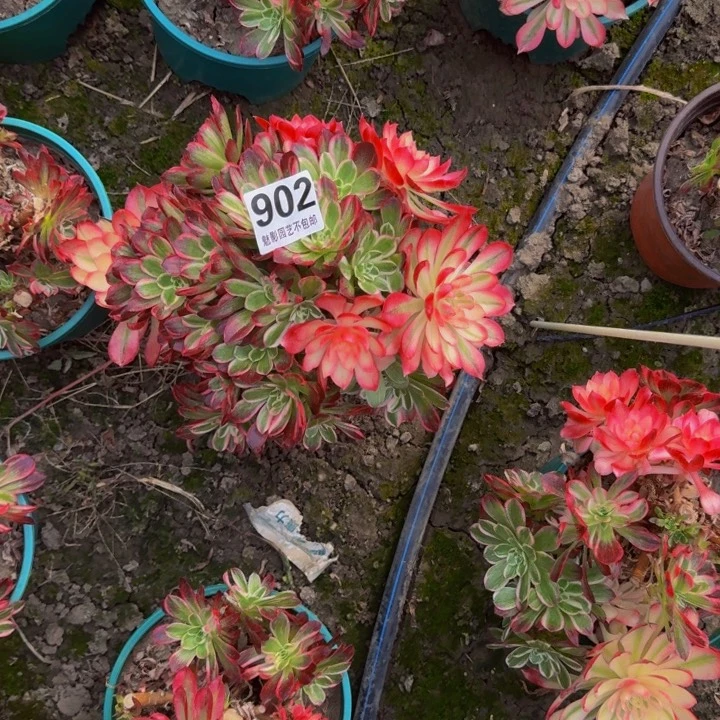 十万加29-30包邮花花