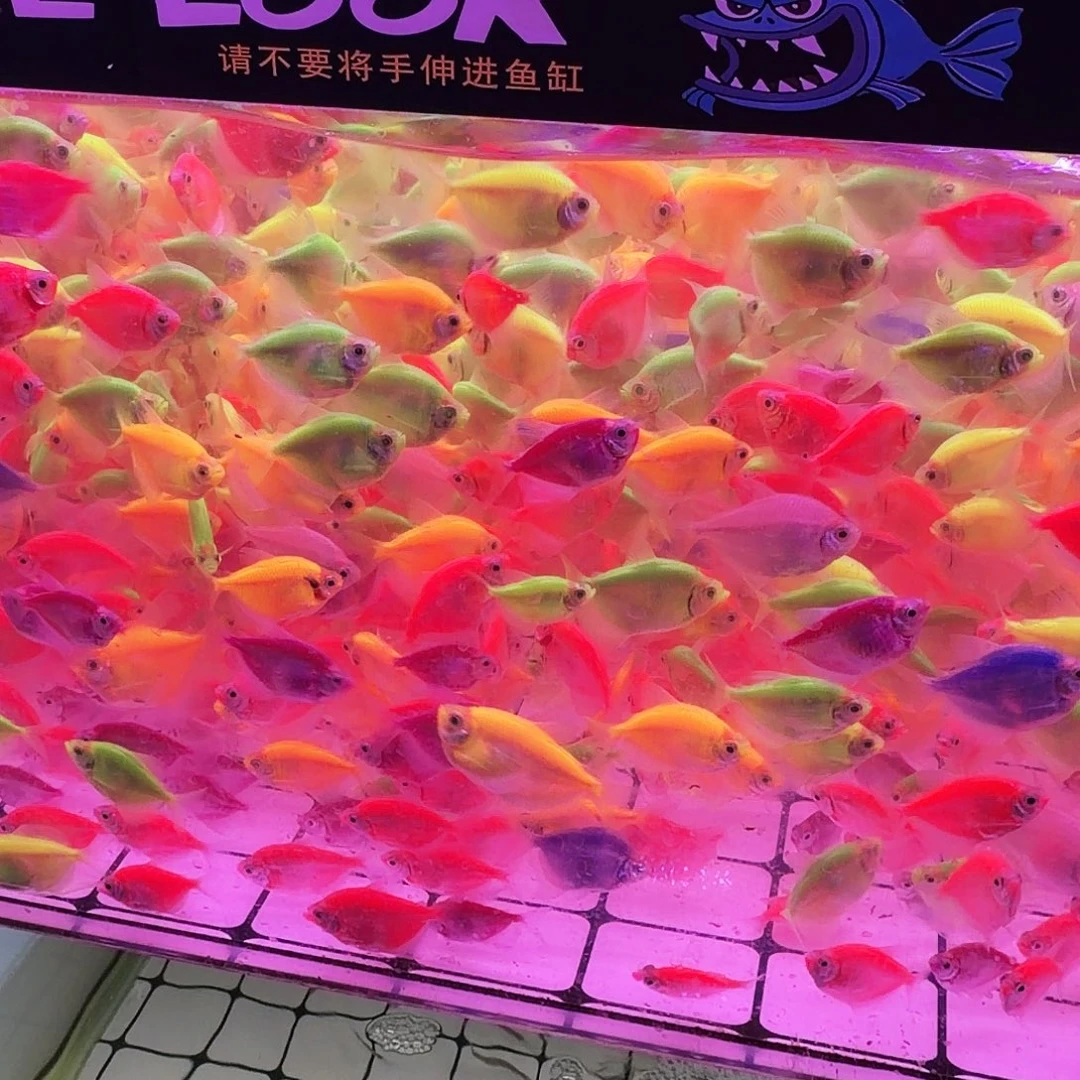 荧光天使鱼大天使150条(115条送35条备损）
