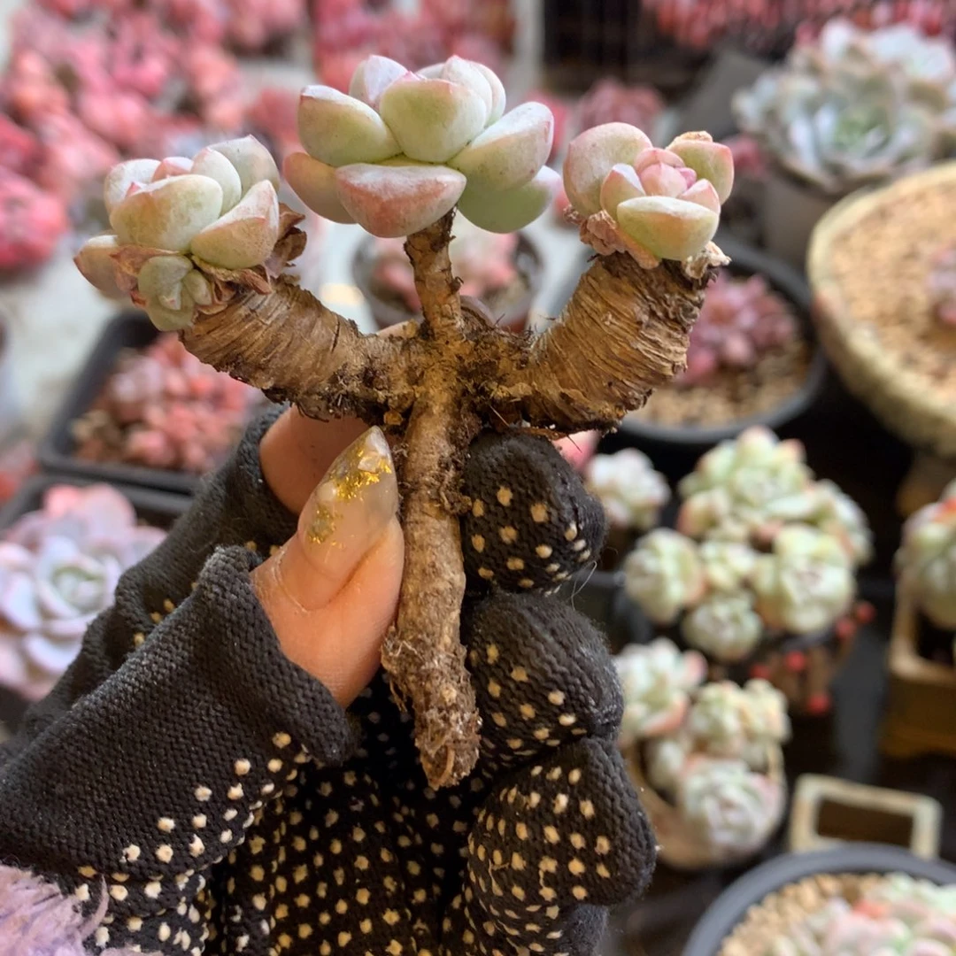 哈哈哈哈哈哈哈哈石榴籽