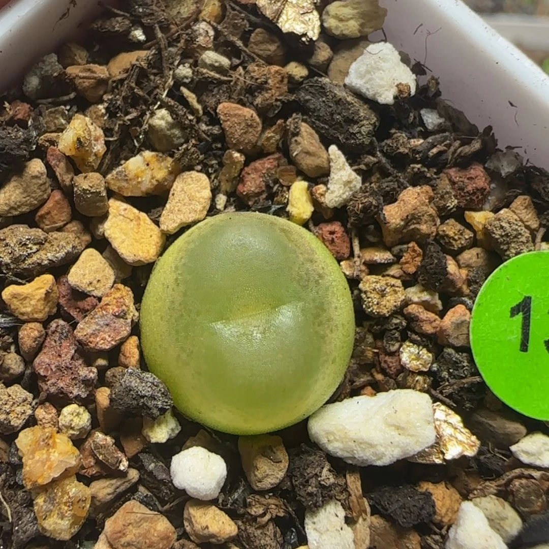 拉登1.3多肉植物136