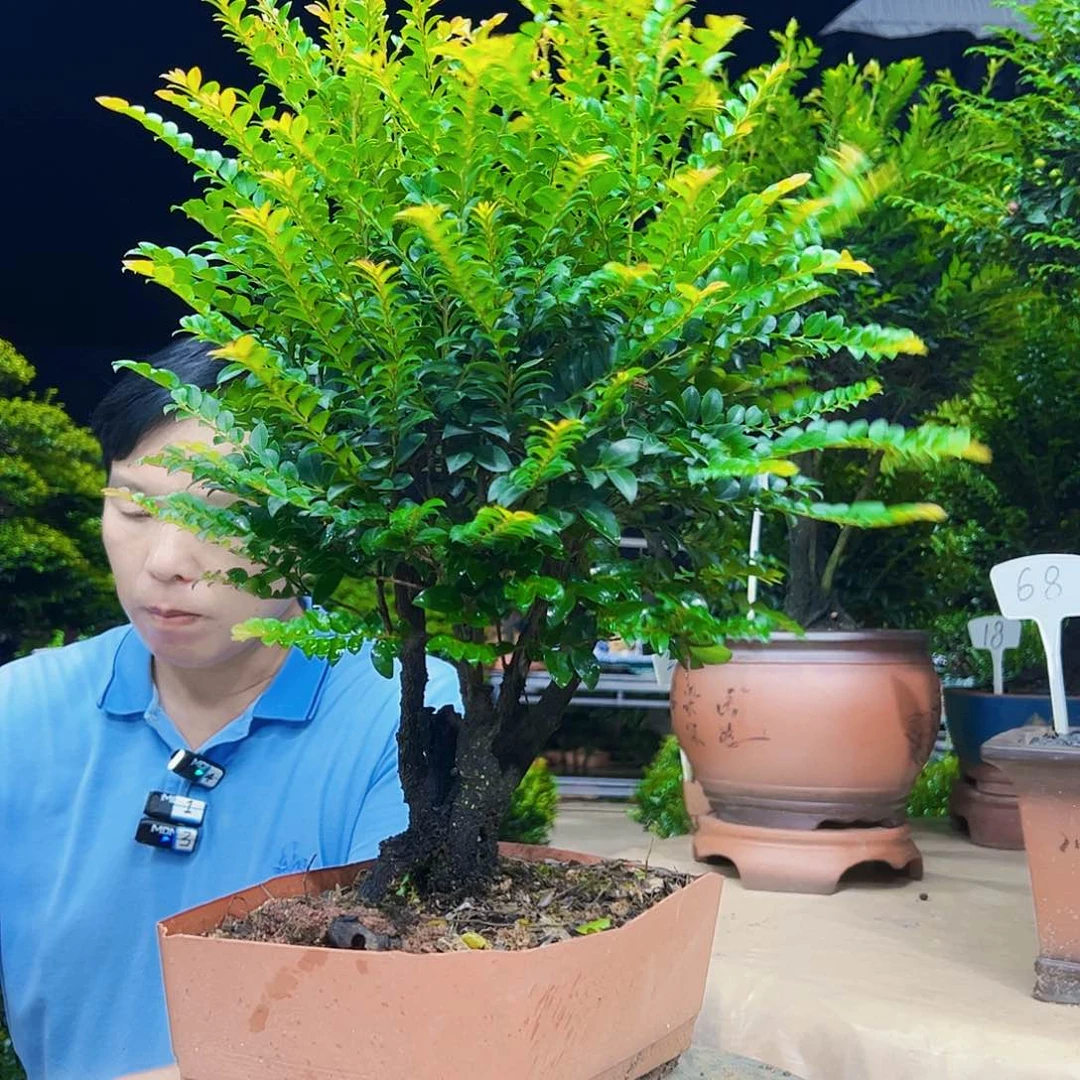 无花朵三*12345678