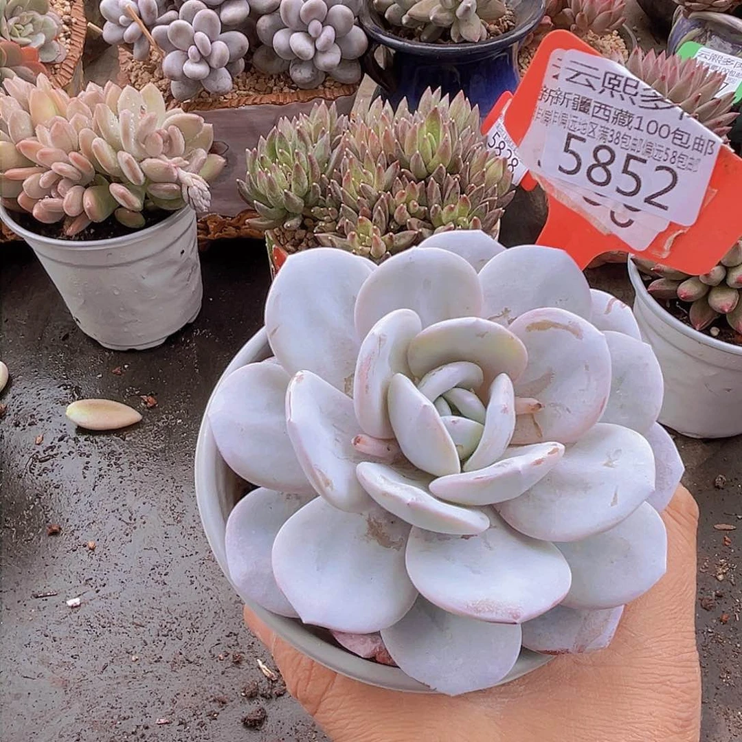 5852雪莲。