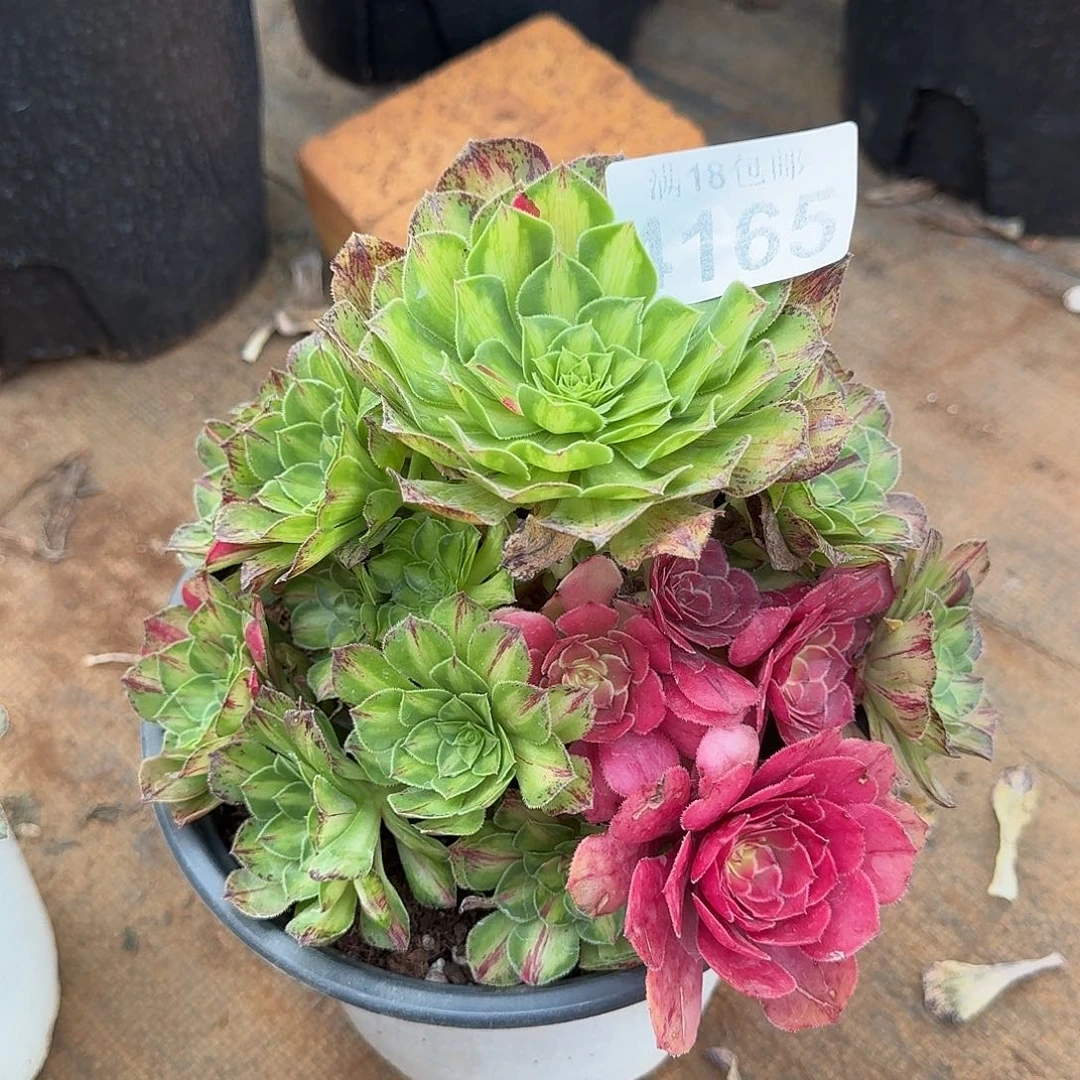 165 知否法师多肉植物