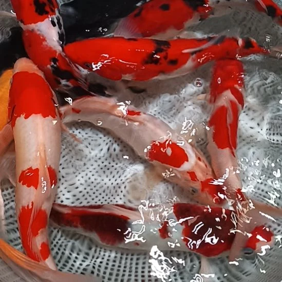 锦鲤包邮开箱包活到家