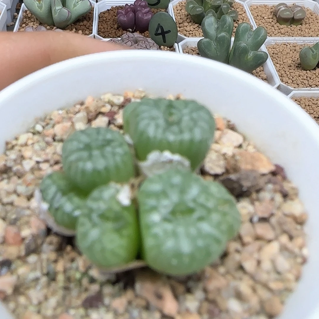 我***卡哈哈哈哈哈哈哈51496