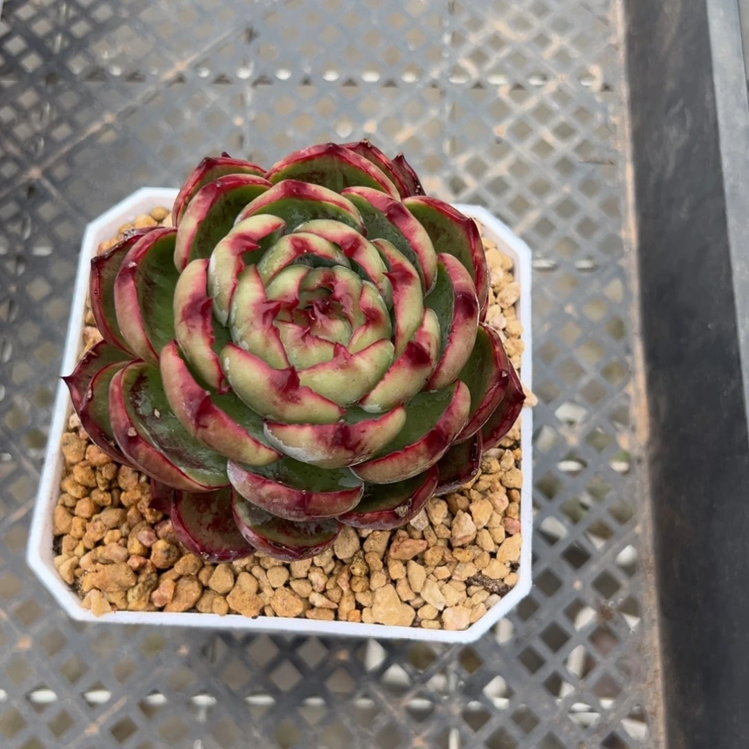 惊鸿仙子多肉植物