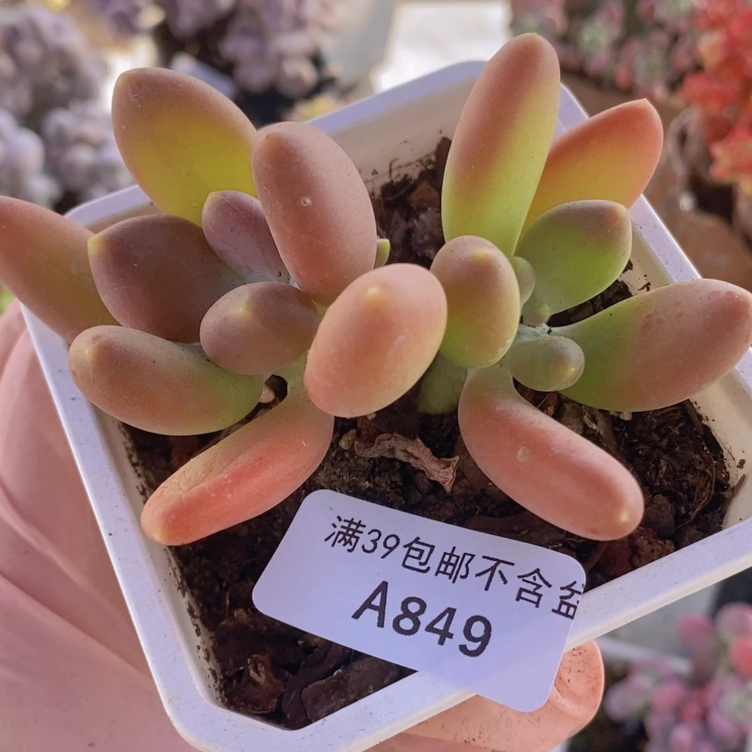 芒果奶7cm849多肉植物