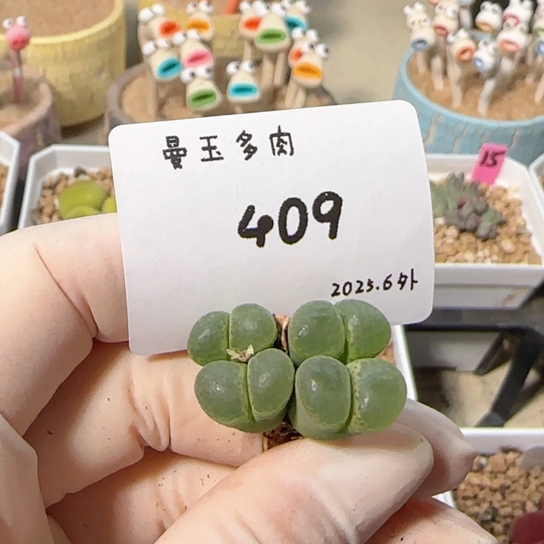 丁*多肉多肉多肉6.4-409