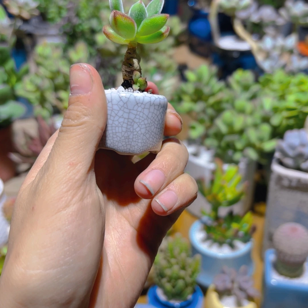 迷你带盆锦晃星新疆包邮