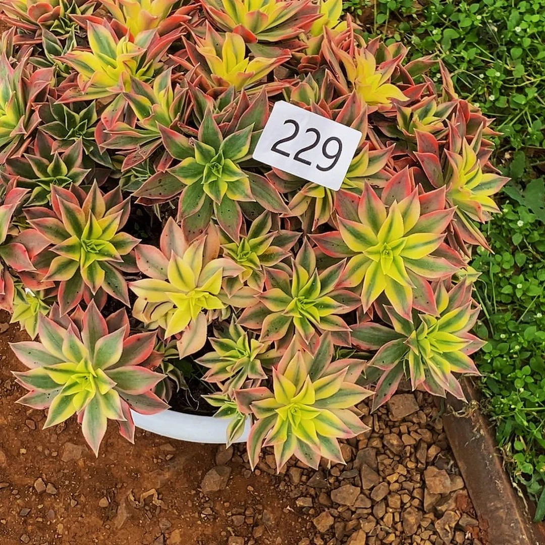 上古园艺多肉植物229