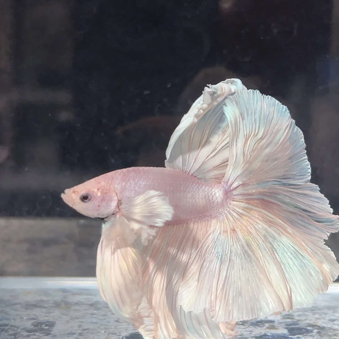 斗鱼9号珠光粉白大耳