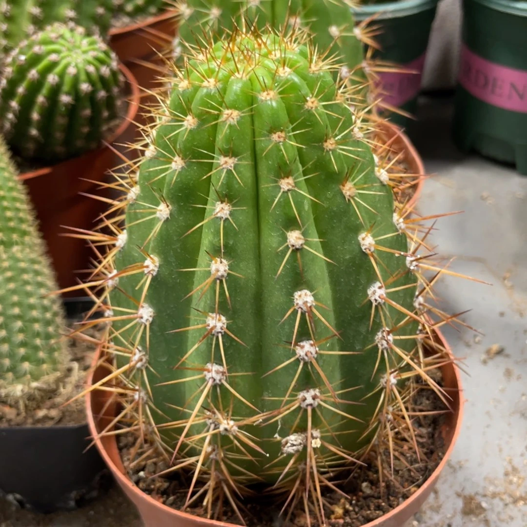 自根超大流苏毛花住一杯