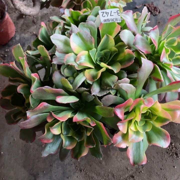 742特斯拉多肉123456789