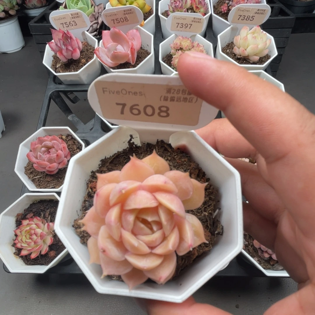 7608昂斯诺4.0厘米