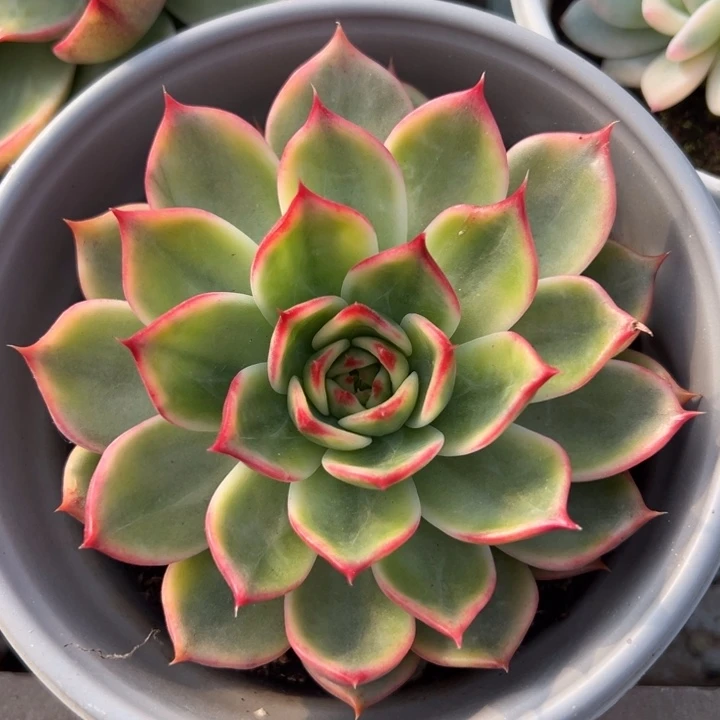 桃花锦一物一拍锦龙