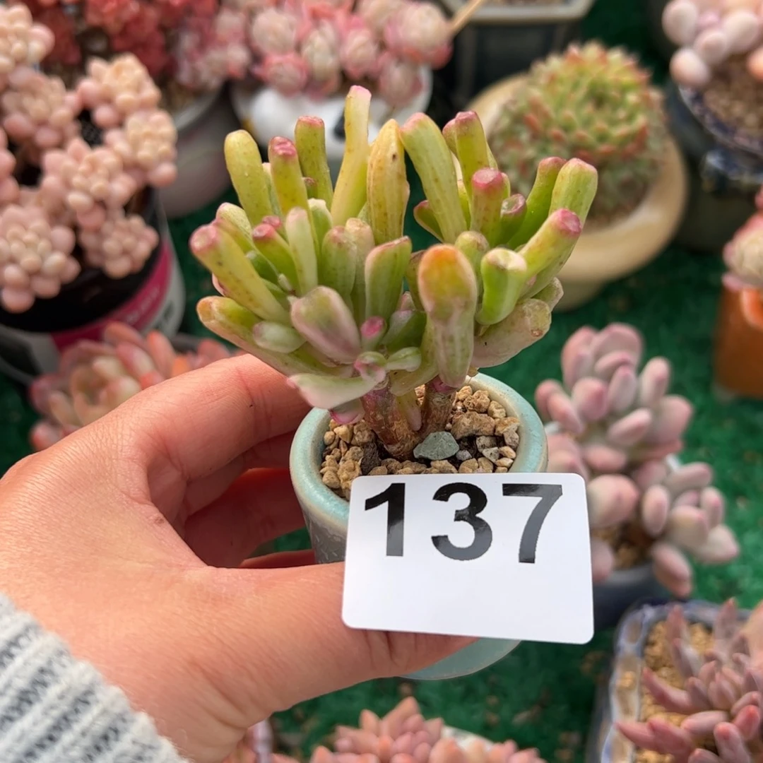 ✨****?137 多肉植物组合盆栽