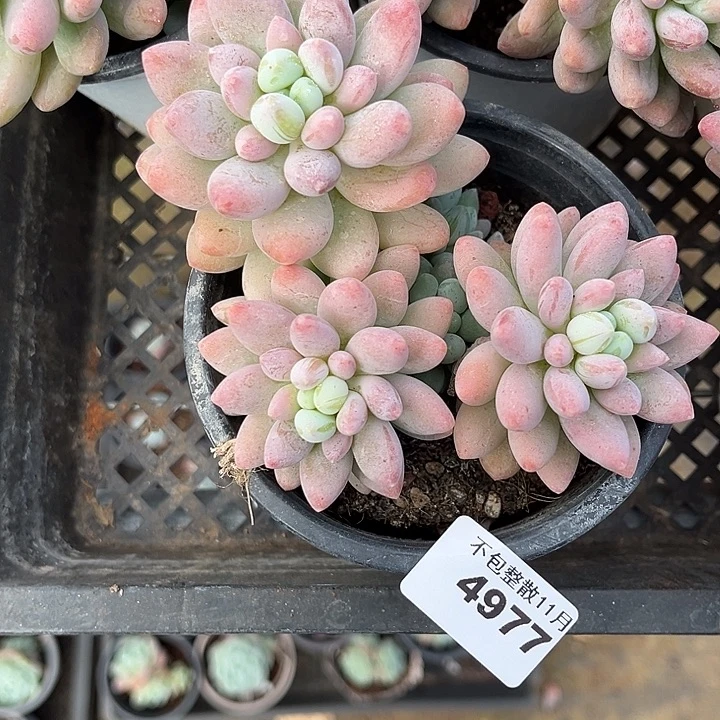 阿雅园艺。       4977粉玉团子