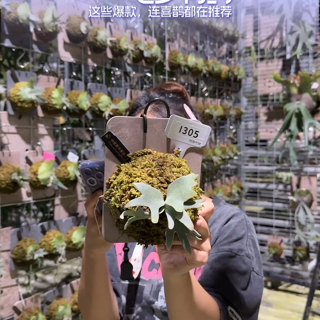 无花朵I305-细菌孢子苗