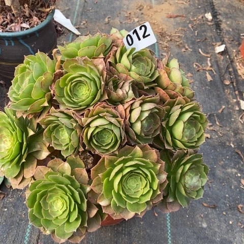 万圣节多肉植物法师不包损