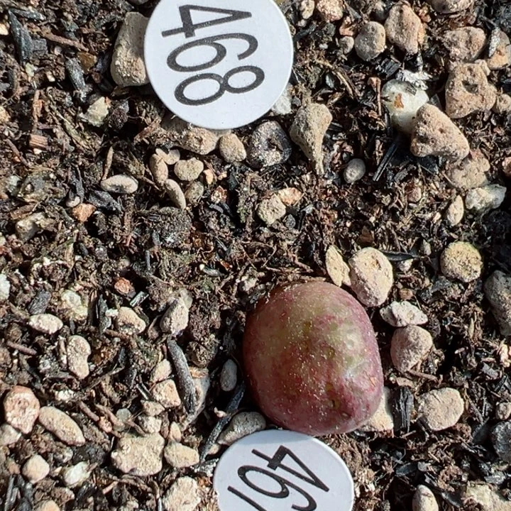 A*468，467号1111111111