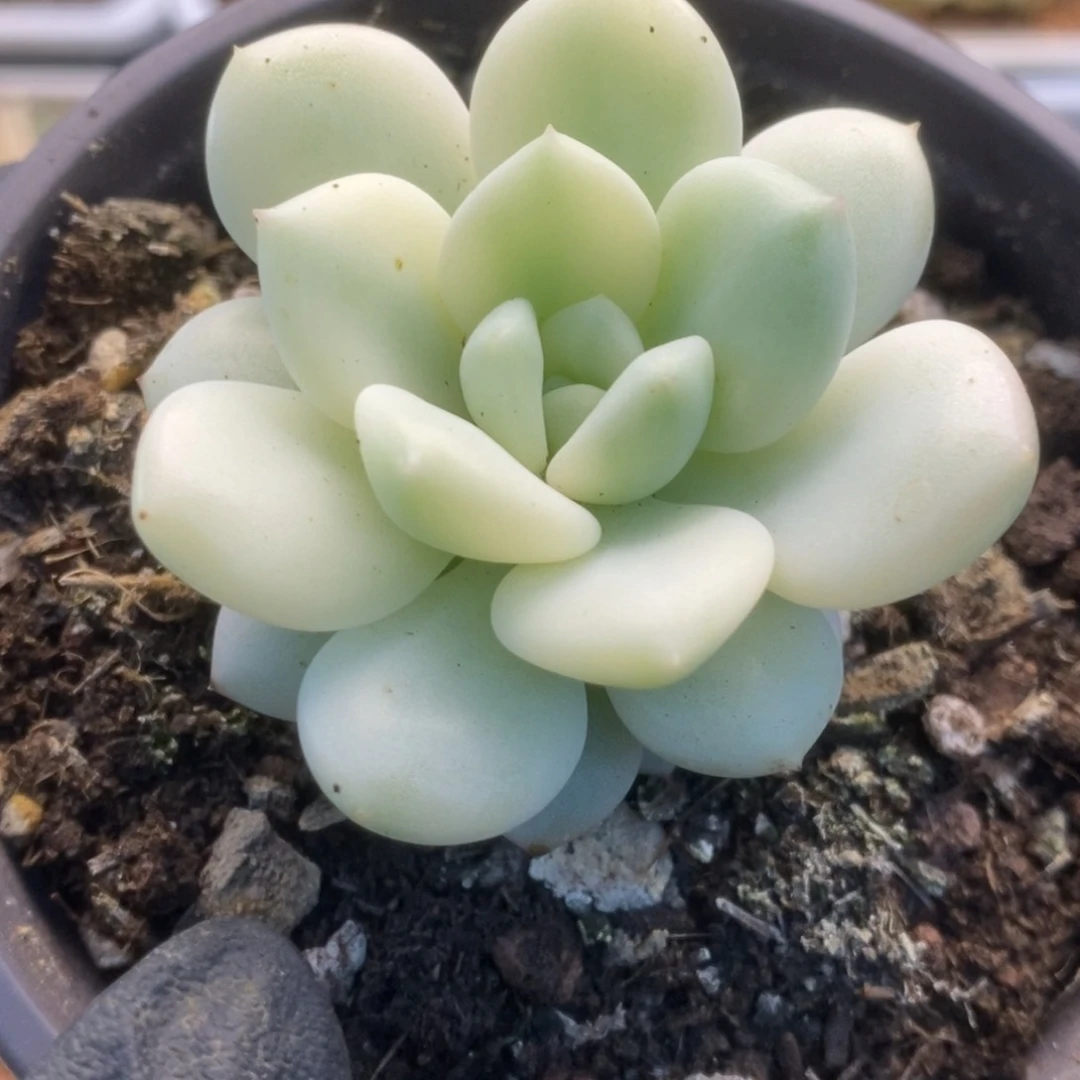 222新香水锦锦锦锦锦锦
