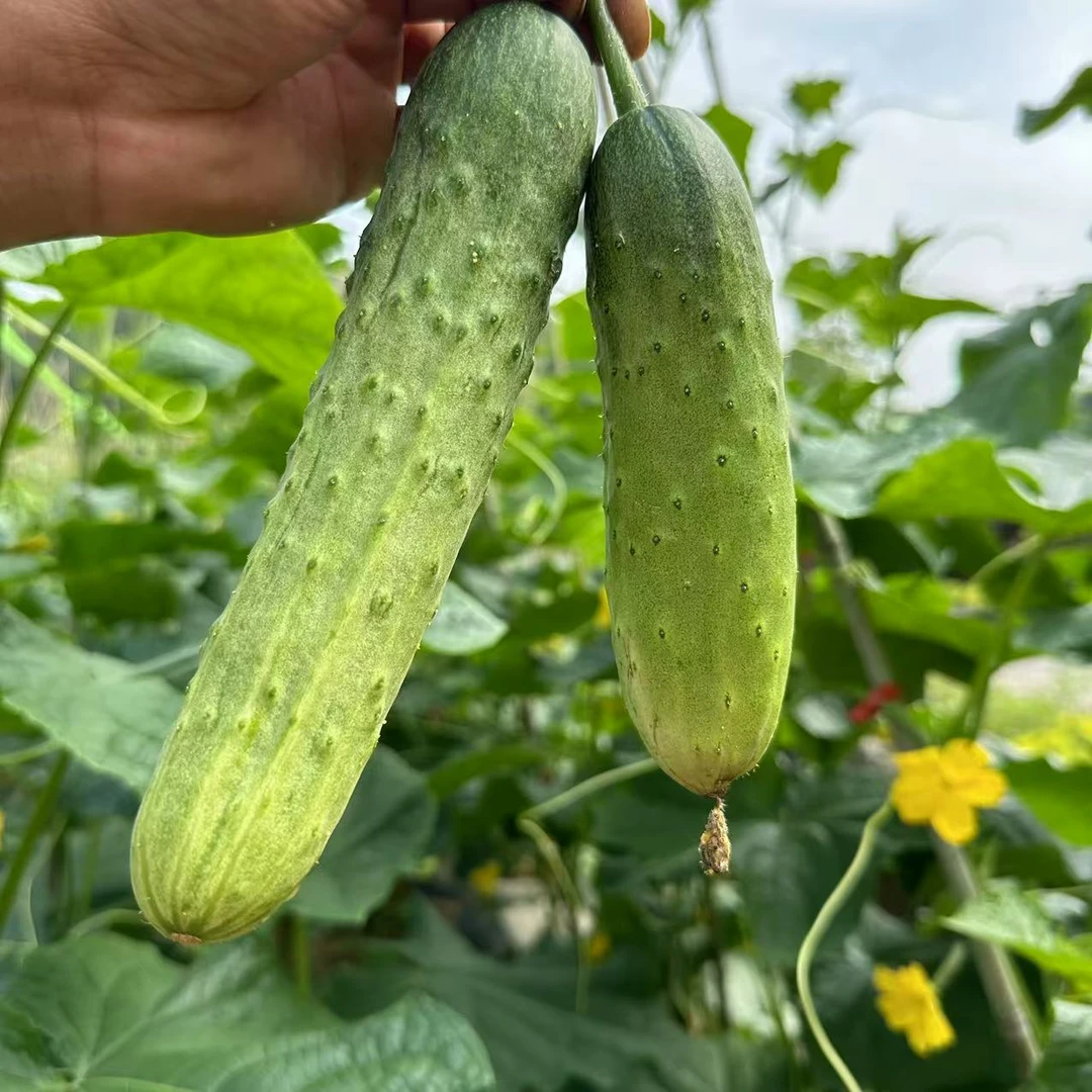 湖北恩施新鲜嫩黄瓜蔬菜农家菜宣恩农家自留老品种黄瓜新鲜现采