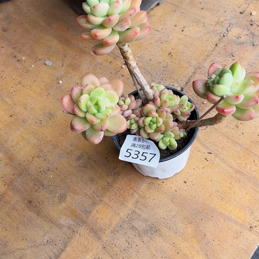 9号不****友我们的确是一个5357