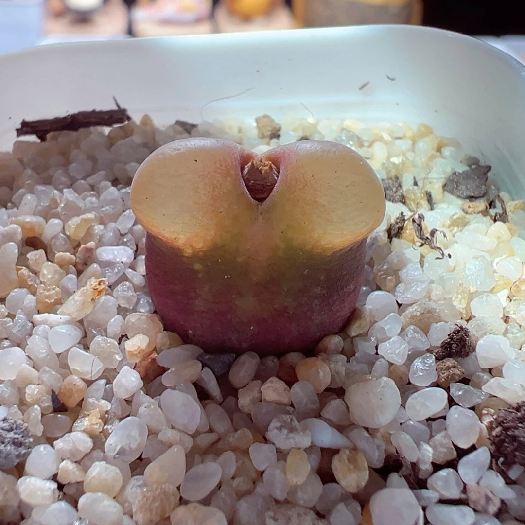 1228-147多肉多肉渐变