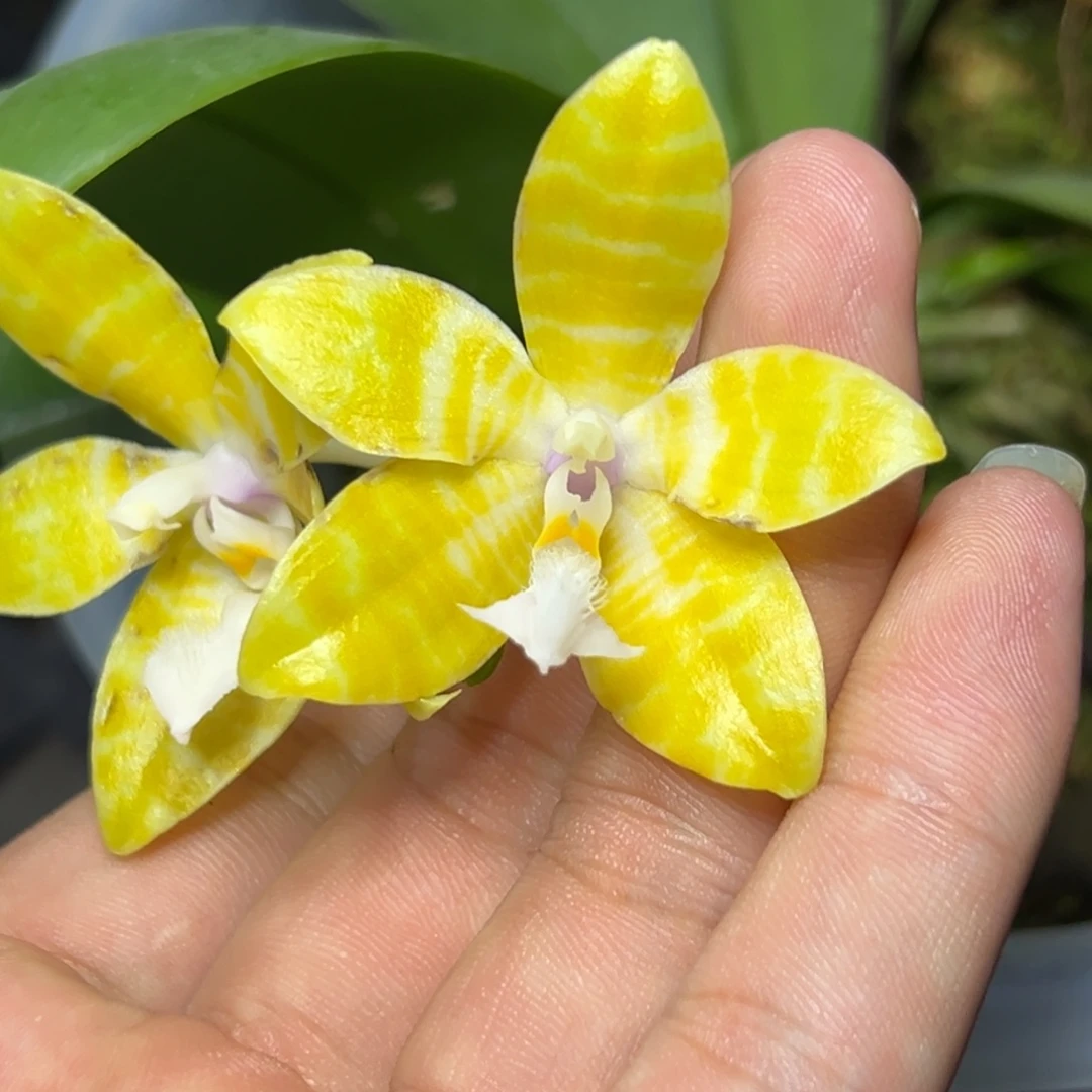 完全开放l532八寸ys1162