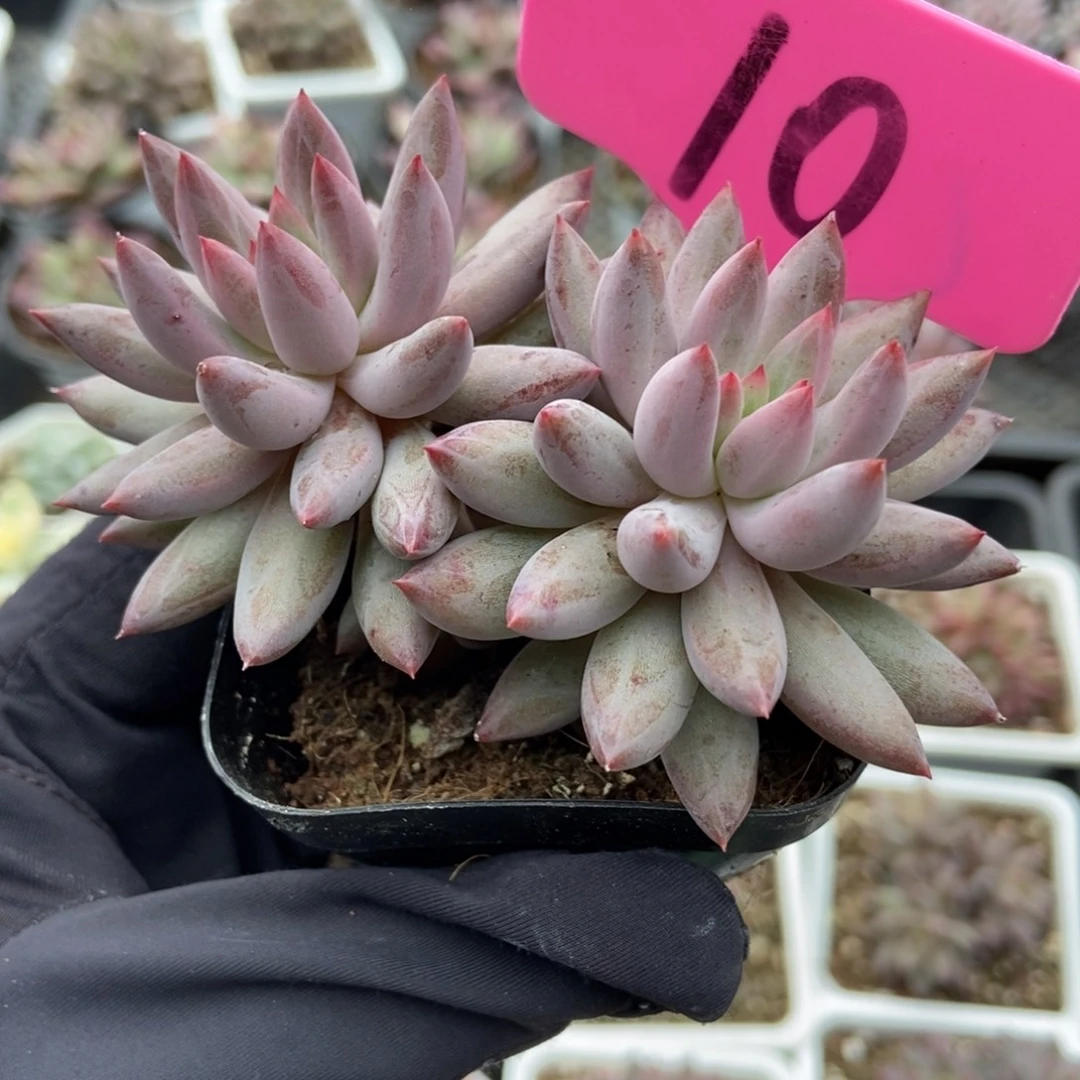 10虞美人多肉植物多肉