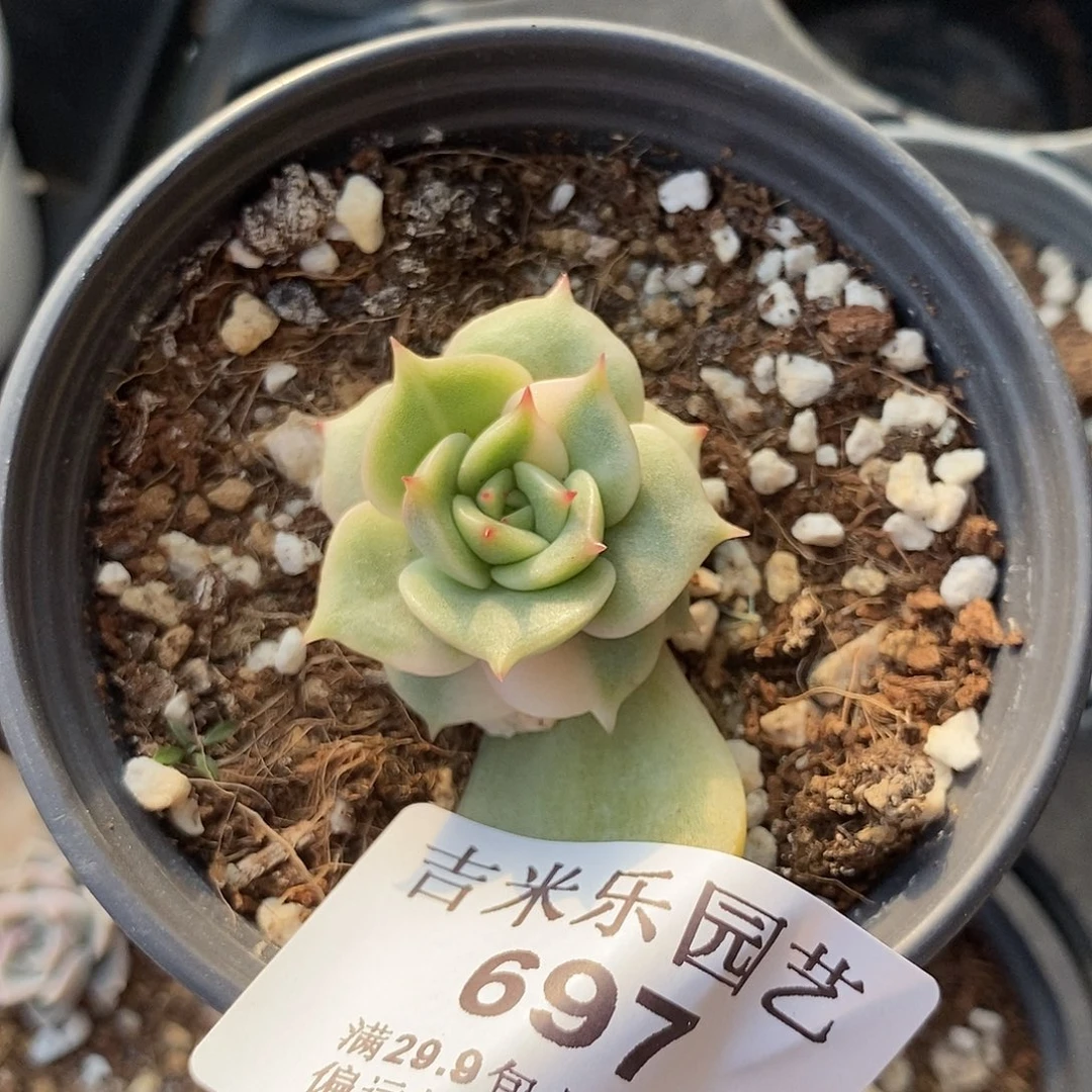 697贝加尔湖锦多肉植物哇啦塞