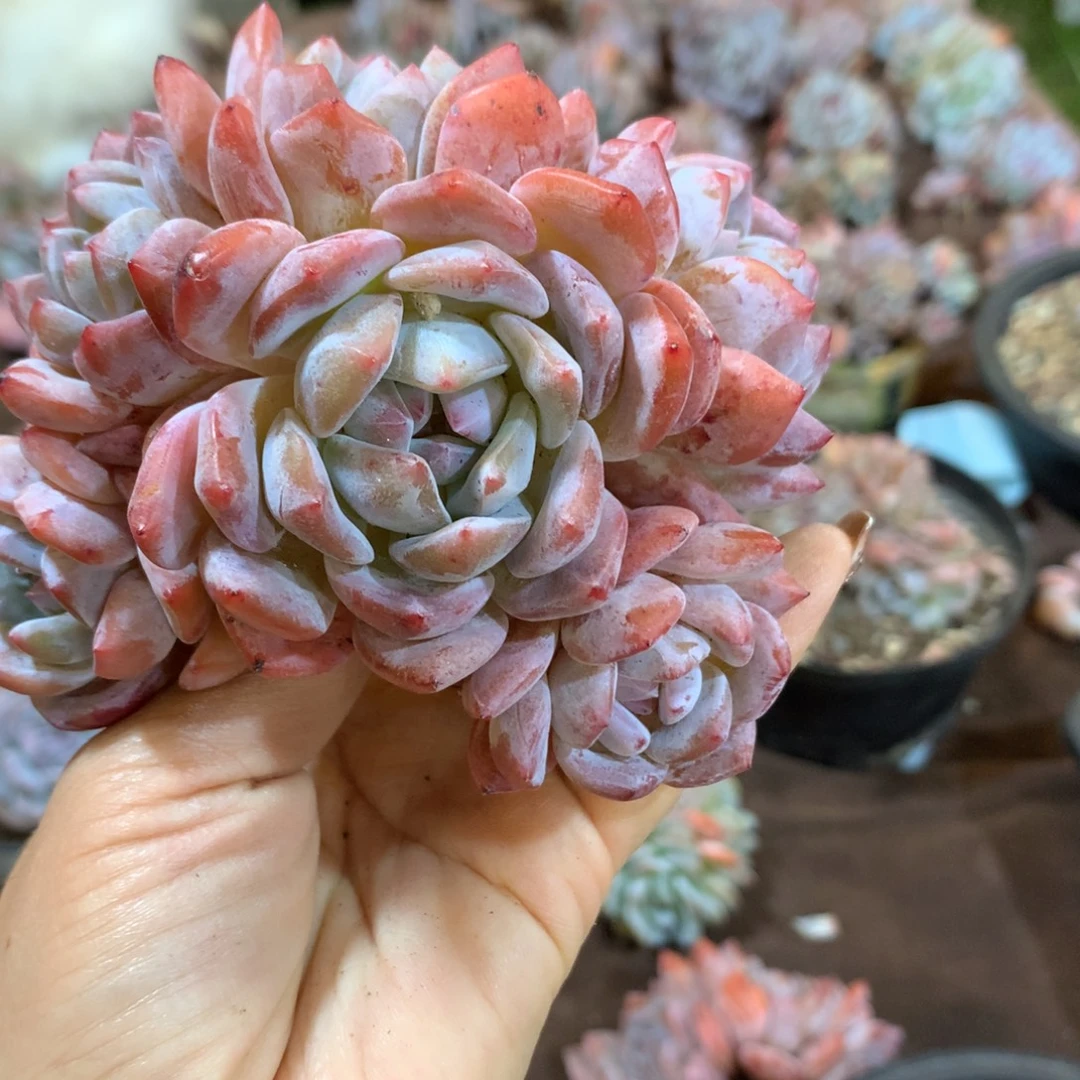 哈哈哈哈哈哈哈哈哈哈哈哈