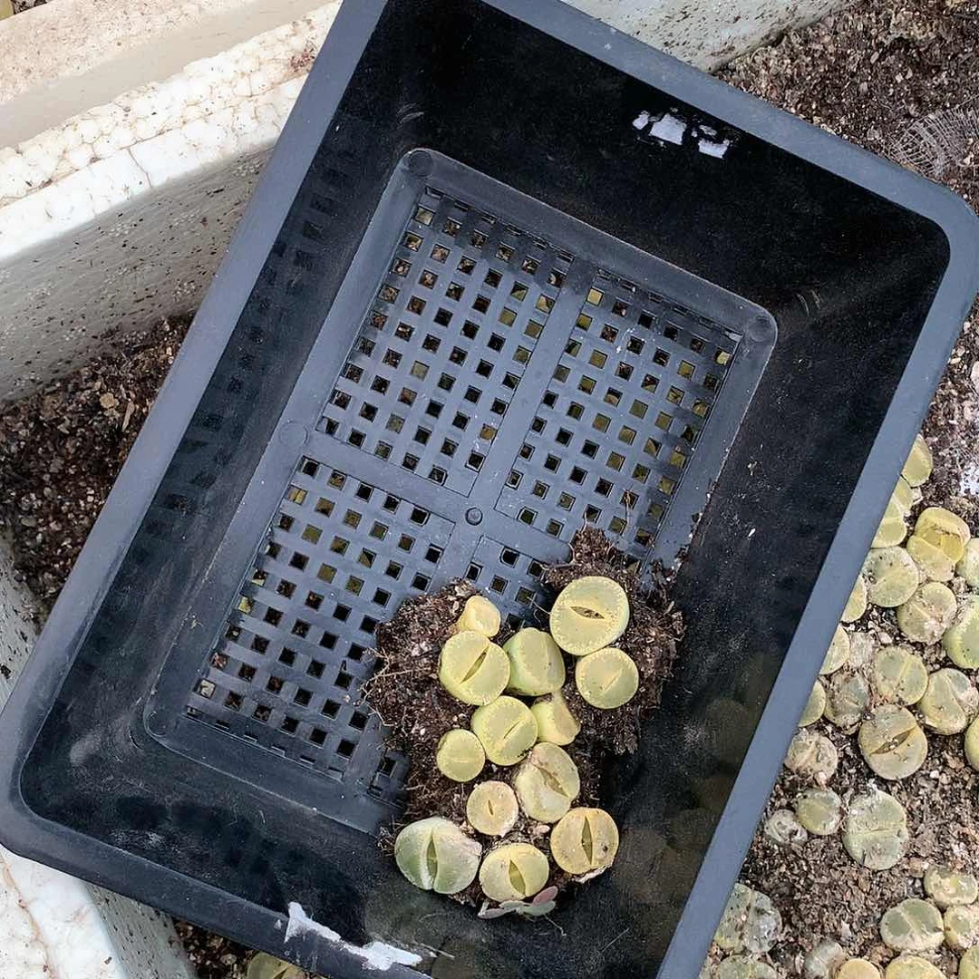 淼*W09多肉植物保护