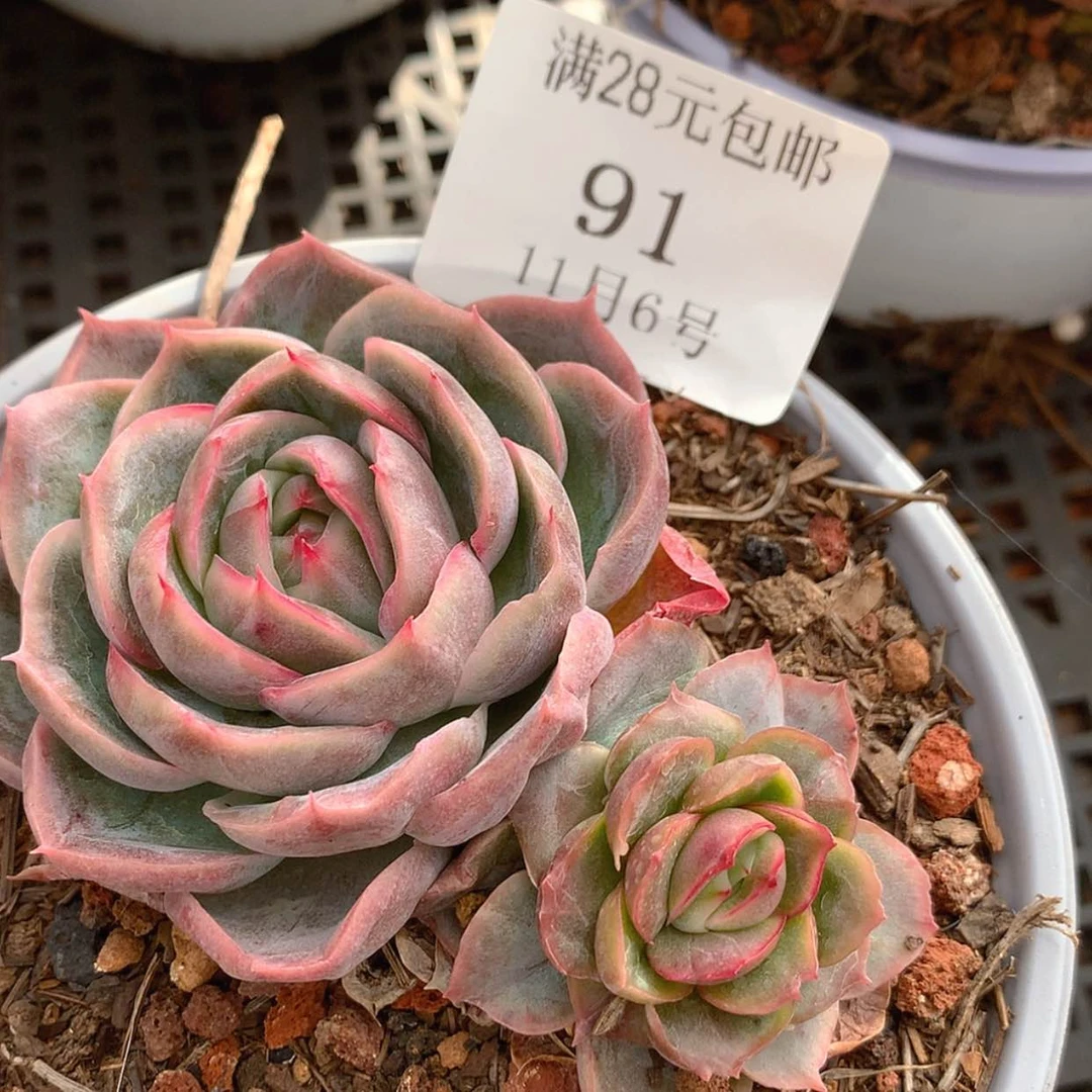 【闪购商品】云91号