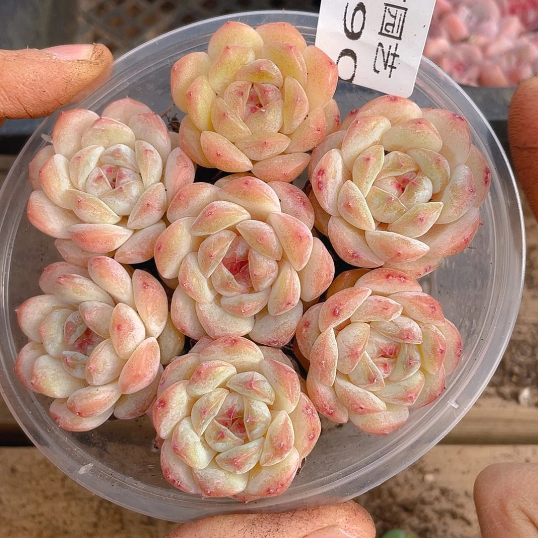 多肉植物多肉植物390