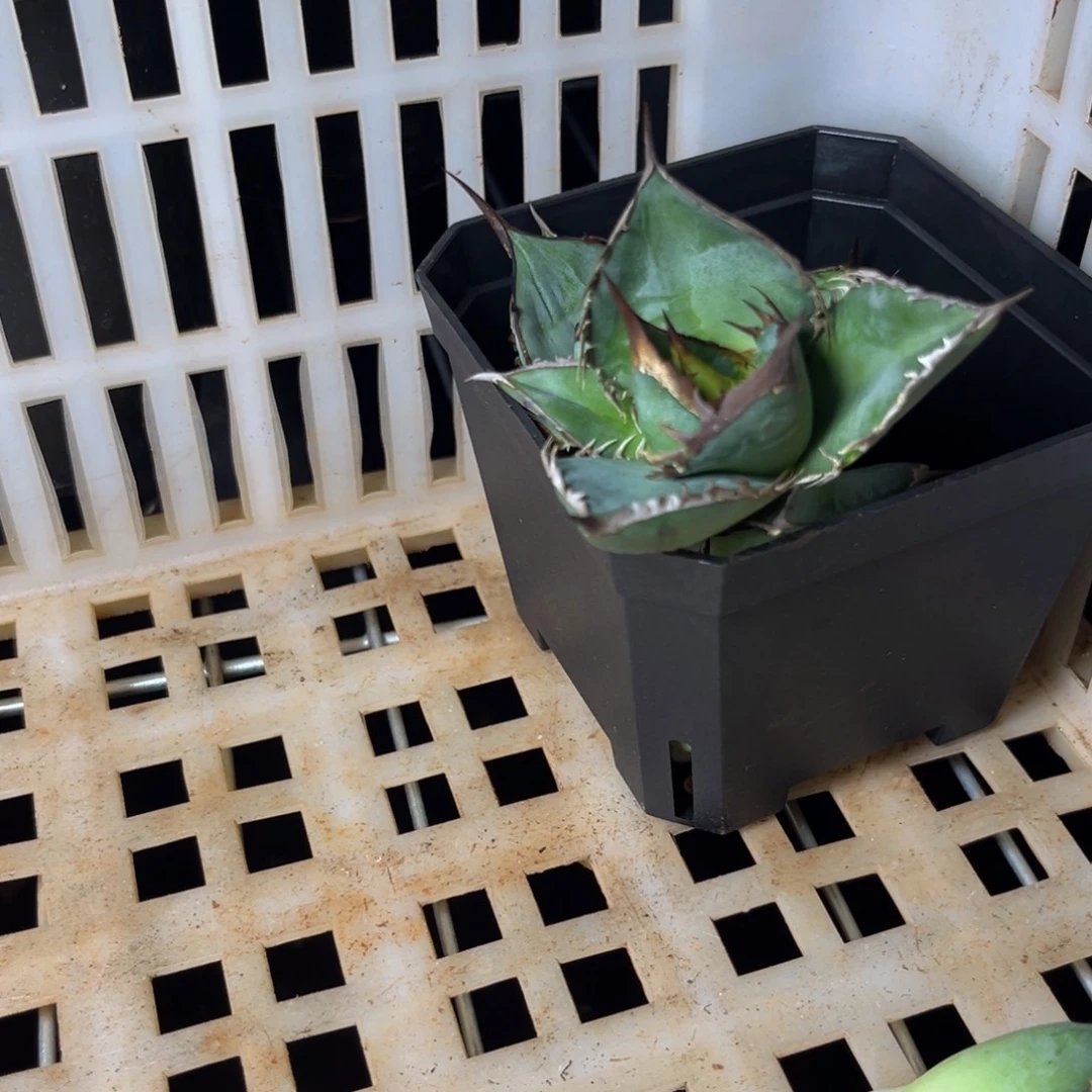 龙舌兰仁王冠芽子