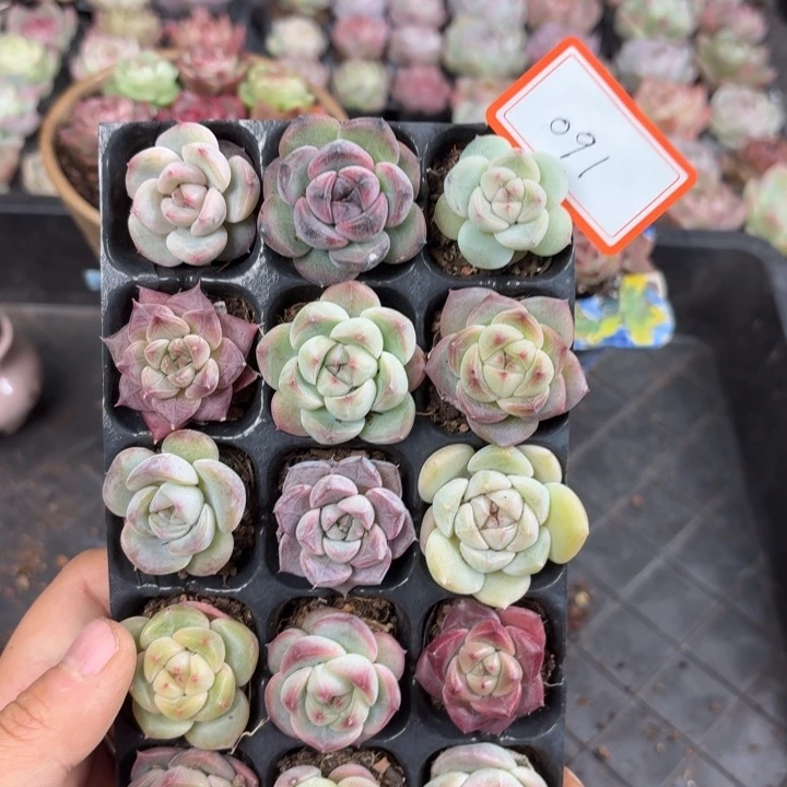 精品直播一物一拍091