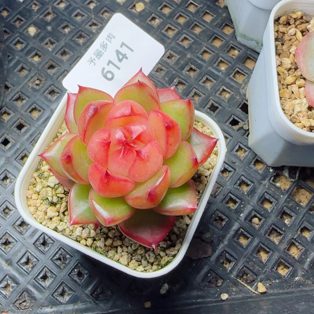 空灵珍妮，6041多肉植物