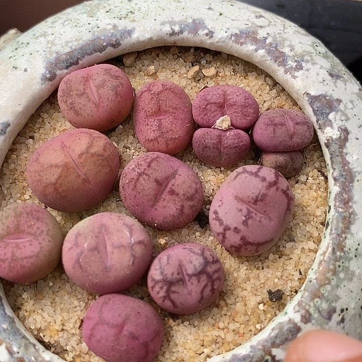 2528白粉吕杂一颗