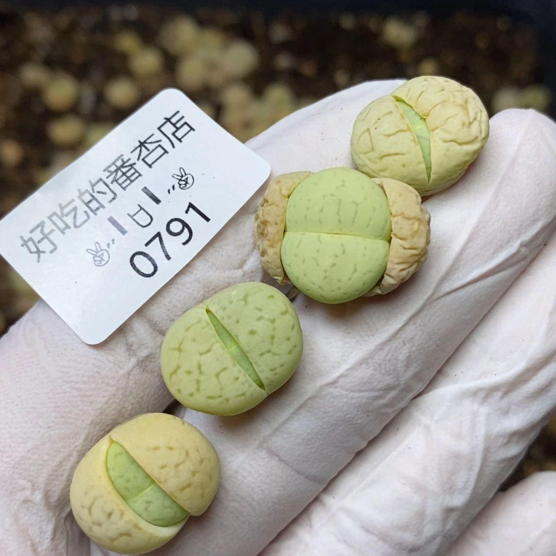 0791。零下拍保温。