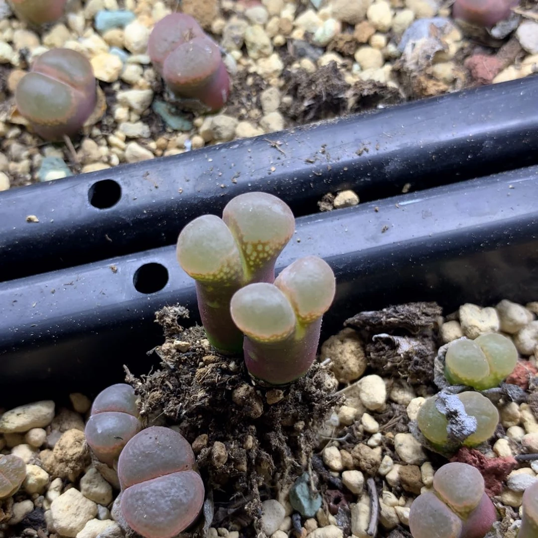 a359温巴德c10母本